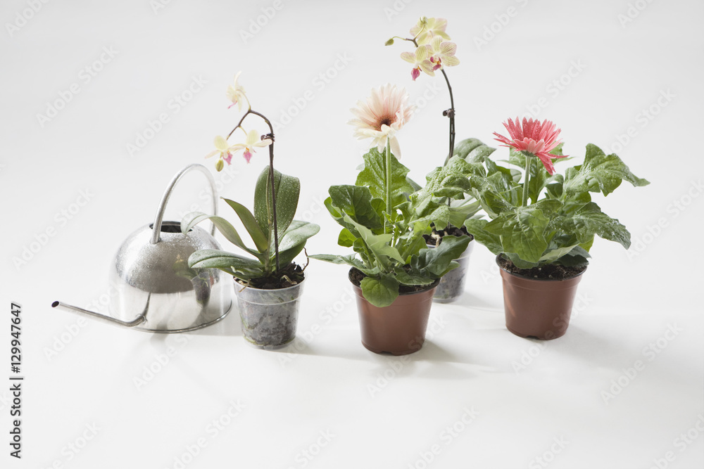 Four potted flower plants and watering can on floor Four potted flower plants and watering can on floor