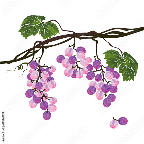 Stylized polygonal branch of purple grapes on white background