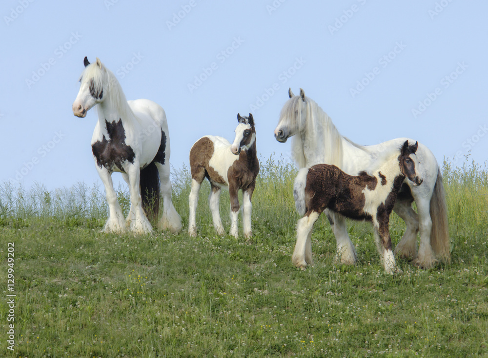 Obraz premium Gypsy Vanner Horse Horse mares and foals in tall grass meadow