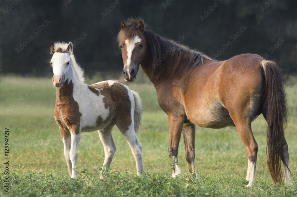 Shetland Pony mare and foal