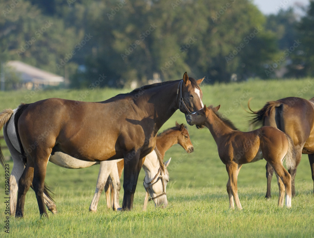 Thoroughbred Horse mares with foals in open green paddock Thoroughbred Horse mares with foals in open green paddock
