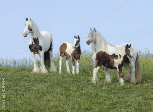 Gypsy Vanner Horse Horse mares and foals in tall grass meadow