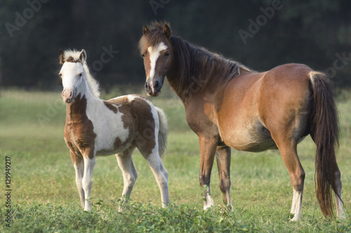 Shetland Pony mare and foal © Mark J. Barrett