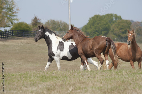 tennessee walking horse in pasture