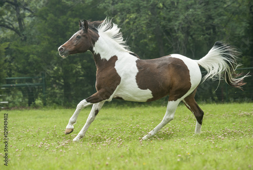 national show horse mare running across grass paddock