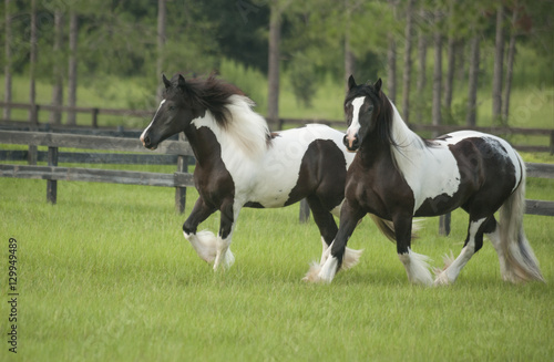 Gypsy Horse mares running in grass paddock