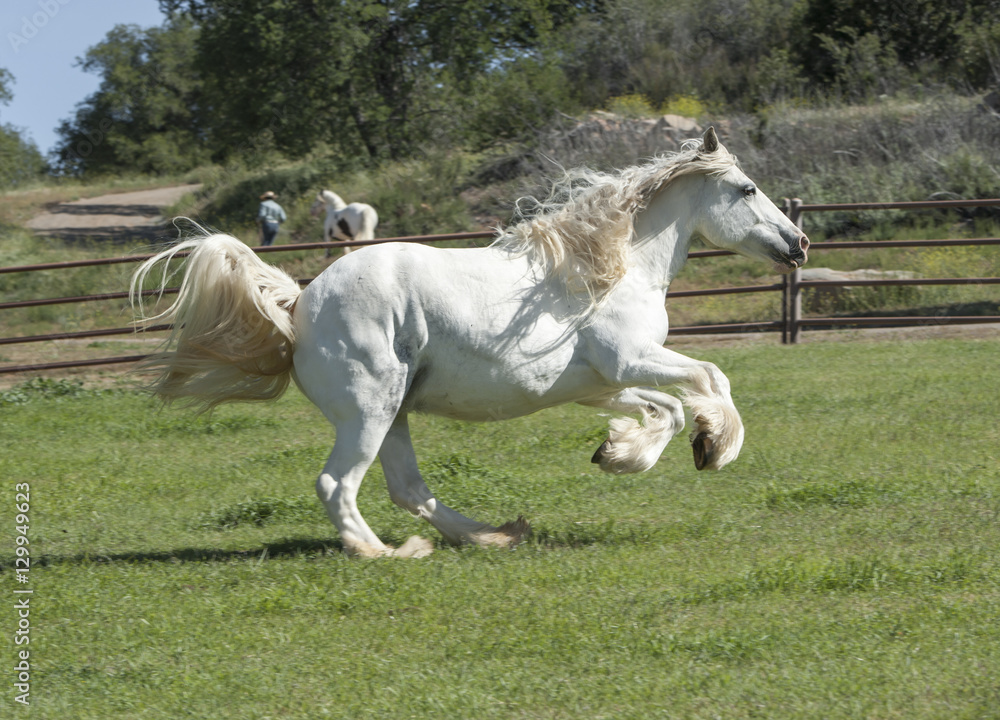 Obraz premium Gypsy Horse mare running in grass paddock