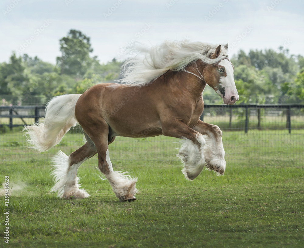 Gypsy Horse mare running in grass paddock