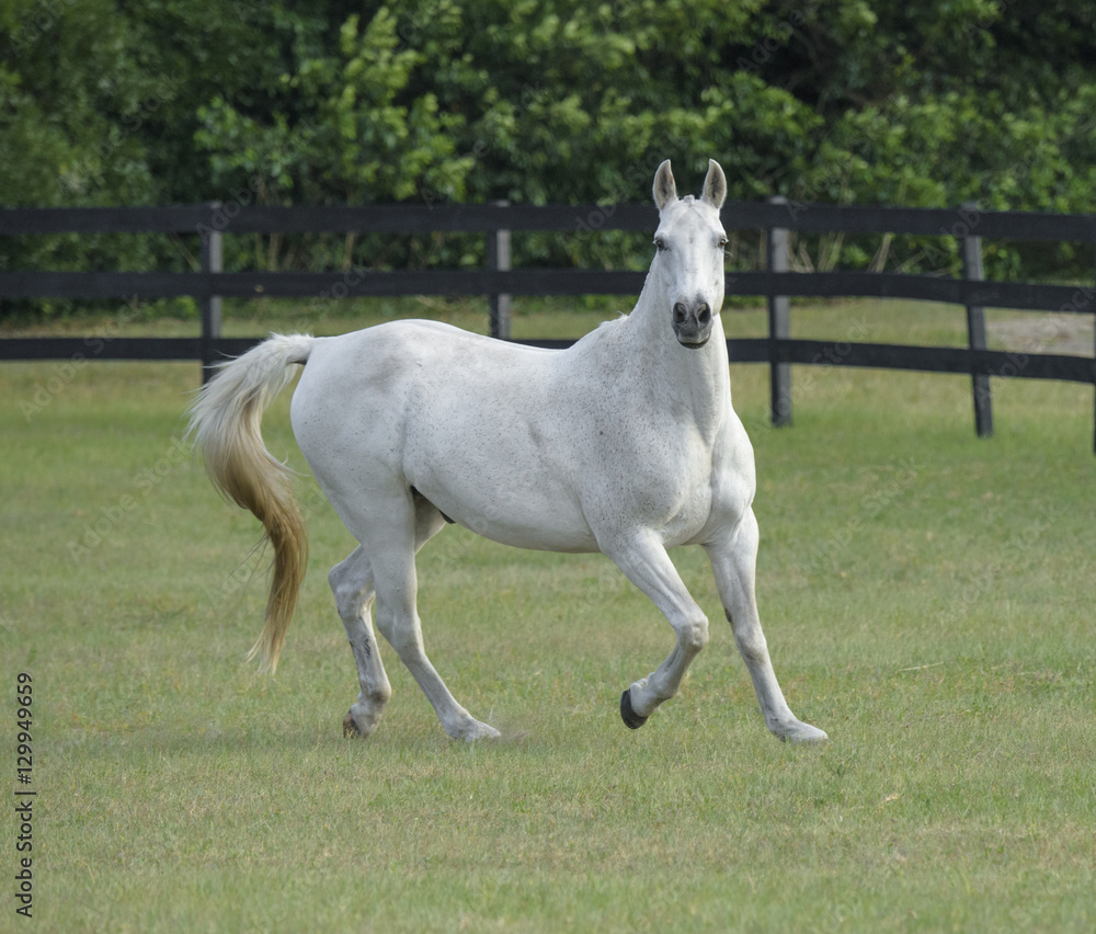 Grey horse running in grass pasture Grey horse running in grass pasture