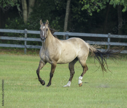 Dun colored horse running in grass