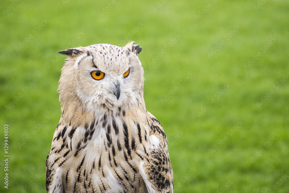 Eurasian eagle owl (bubo bubo) on green blurred background Eurasian eagle owl (bubo bubo) on green blurred background