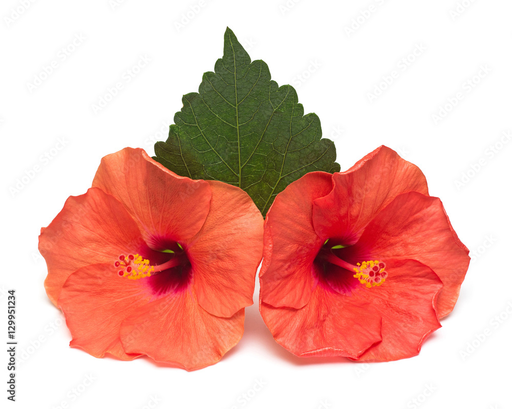 Two hibiscus flower with leafs isolated on white background. Car