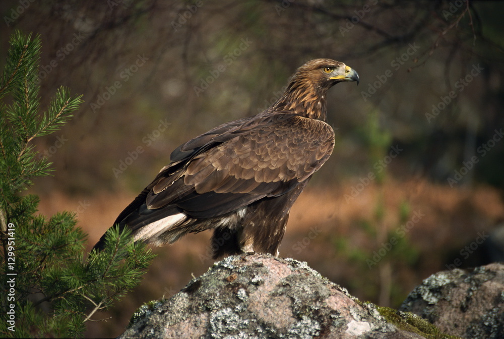 Portrait of a golden eagle, Highlands, Scotland Portrait of a golden eagle, Highlands, Scotland