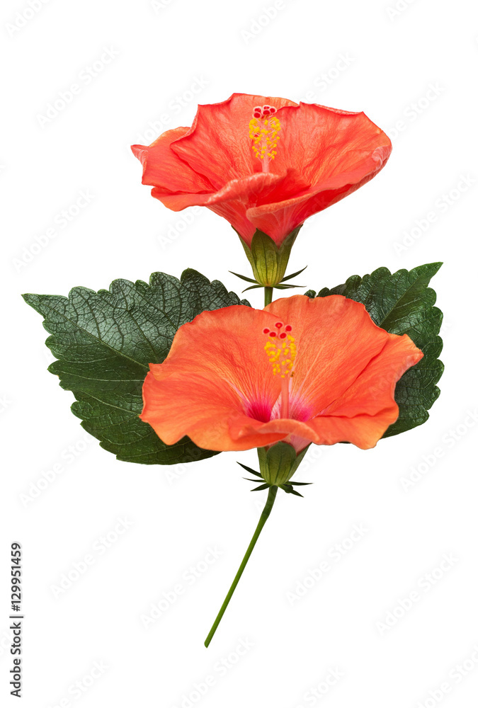 Two hibiscus flower with leafs isolated on white background. Car Two hibiscus flower with leafs isolated on white background. Car