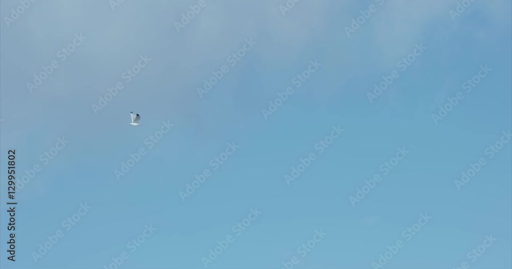 Seagull Bird flying at blue sky alone Nature harmony concept Travel scenery Seagull Bird flying at blue sky alone Nature harmony concept Travel scenery