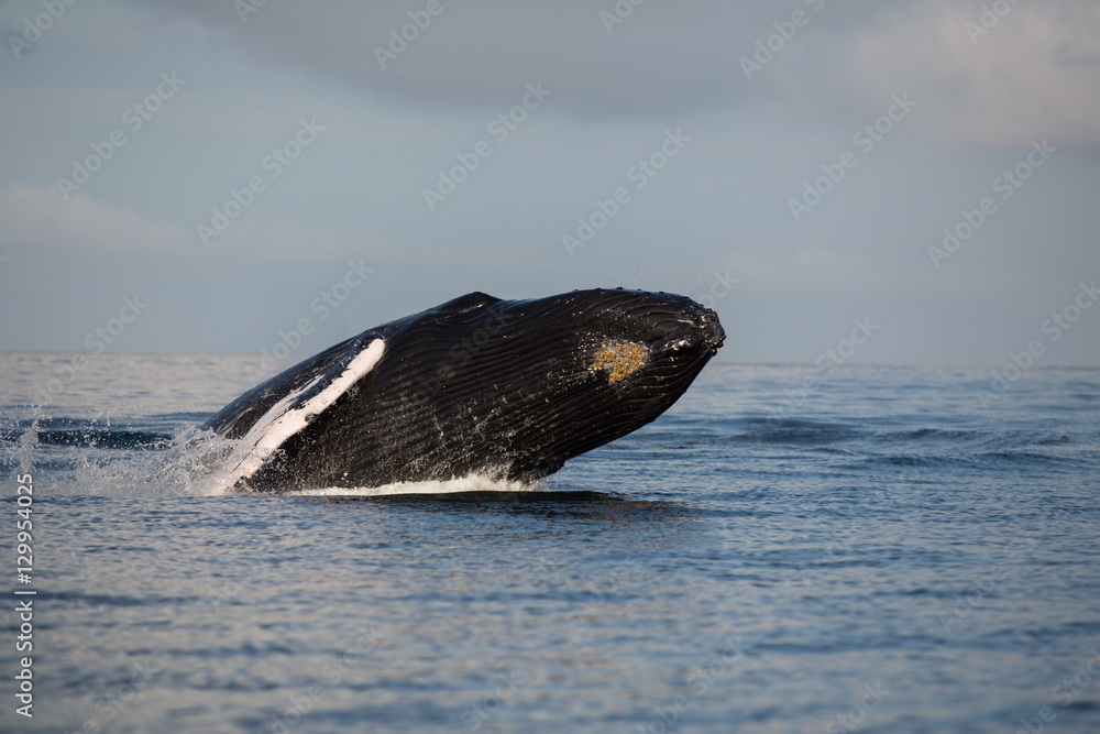 Fototapeta premium Jump of humpback whale in Samana, Dominican republic