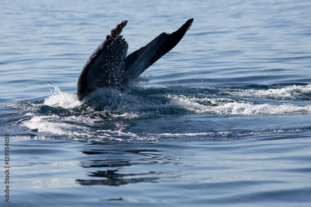 Fototapeta premium Humpback whale tail in Samana, Dominican republic