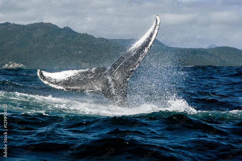 Fototapeta premium Humpback whale tail in Samana, Dominican republic