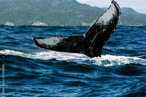 Humpback whale tail in Samana, Dominican republic