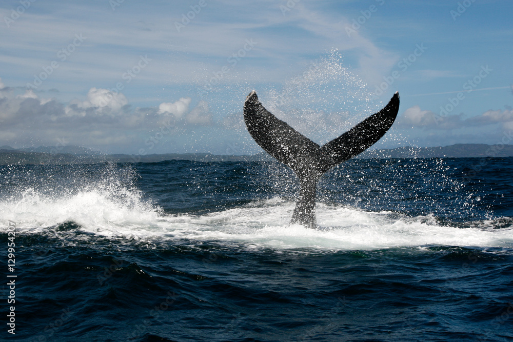 Fototapeta premium Humpback whale tail in Samana, Dominican republic