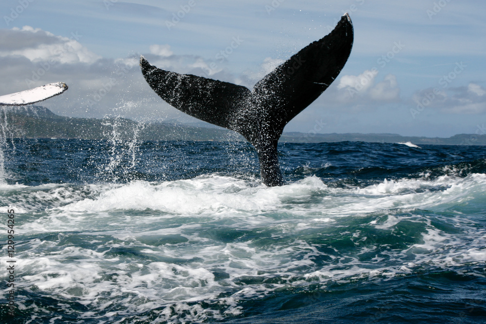 Fototapeta premium Humpback whale tail in Samana, Dominican republic