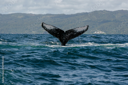 Humpback whale tail in Samana, Dominican republic