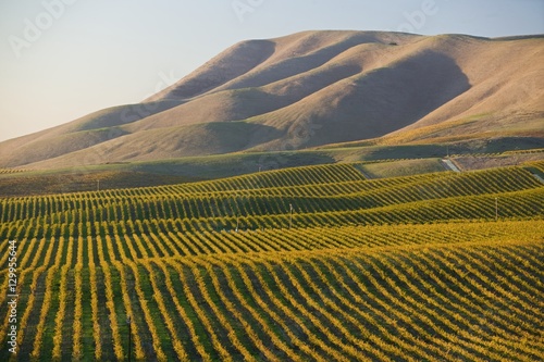 Quadro su tela Vineyard in Santa Maria California