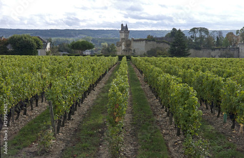 Vineyard, Chinon, Indre-et-Loire, Touraine, France photo