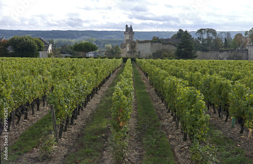 Vineyard, Chinon, Indre-et-Loire, Touraine, France