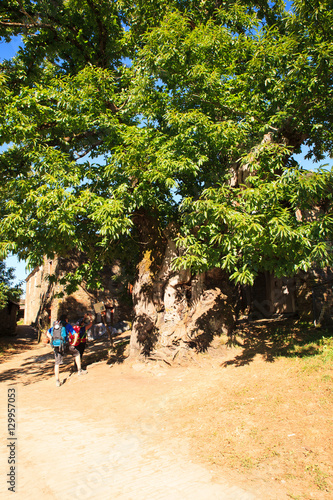 Pilgrimn looking big chestnut tree