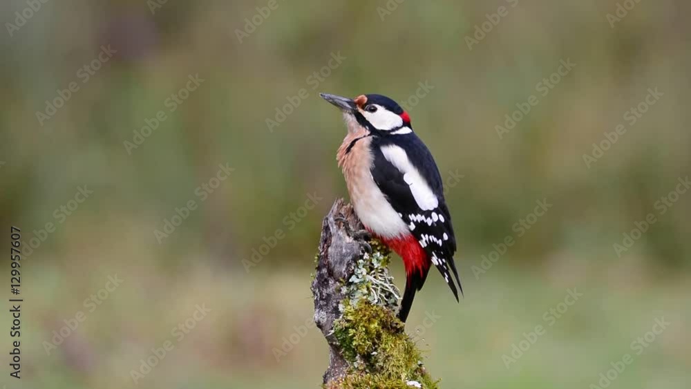 Great spotted woodpecker perched on a log.
Great spotted woodpecker perched on a log.