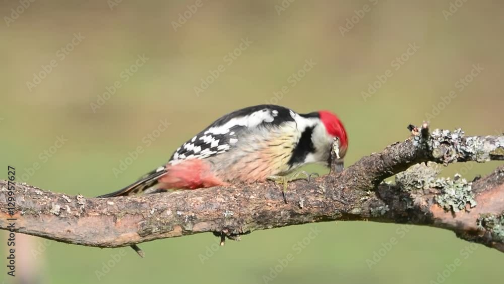 Middle spotted woodpecker perched on a tree.
Middle spotted woodpecker perched on a tree.