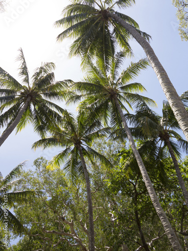 Palm trees on beach at Palm Cove, Cairns, North Queensland photo