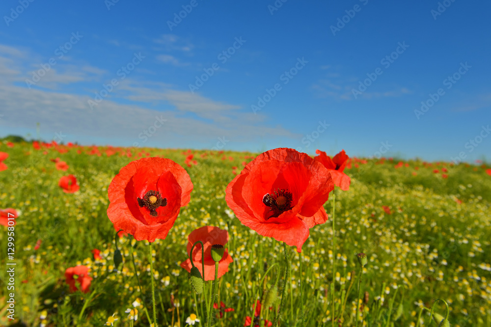 Naklejka premium Poppies