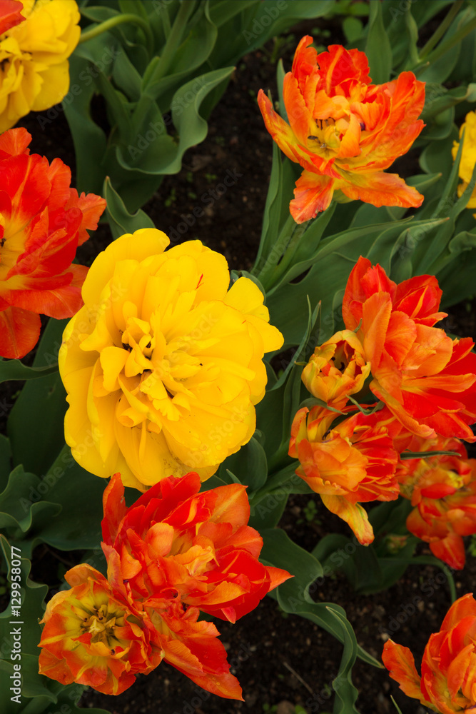 Fototapeta premium Double Tulips Flowers Growing in Flowerbed