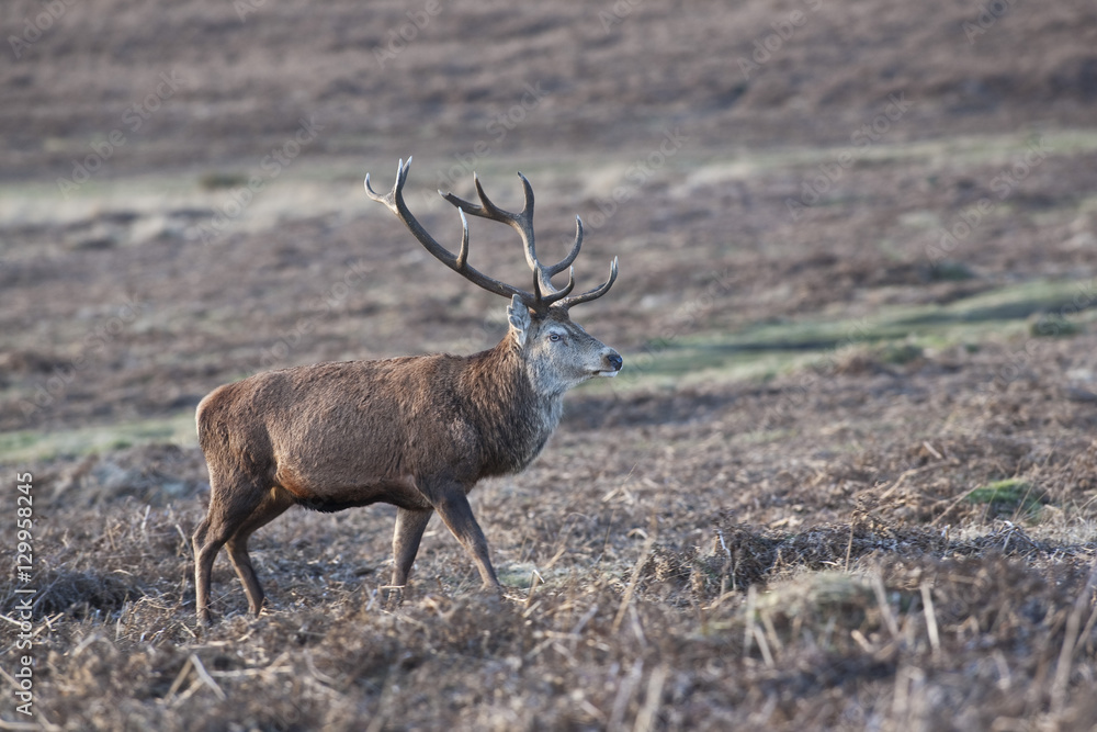 Red Deer walks in UK heathland