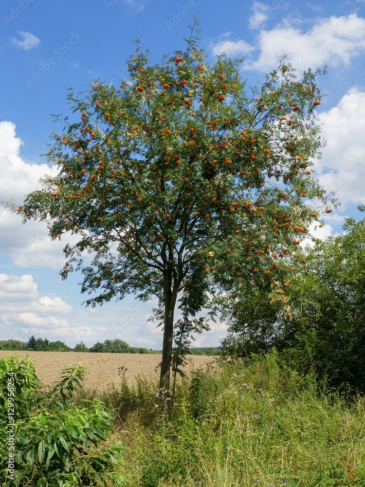 Buckthorn Buckthorn