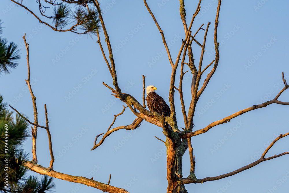 A bald eagle (Haliaeetus leucocephalus) perched atop a dead tree. A bald eagle (Haliaeetus leucocephalus) perched atop a dead tree.