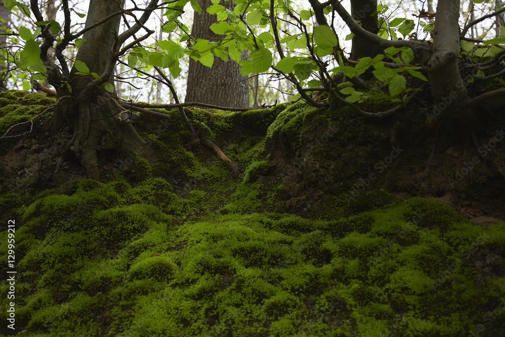 Fototapeta premium Moss in Forest