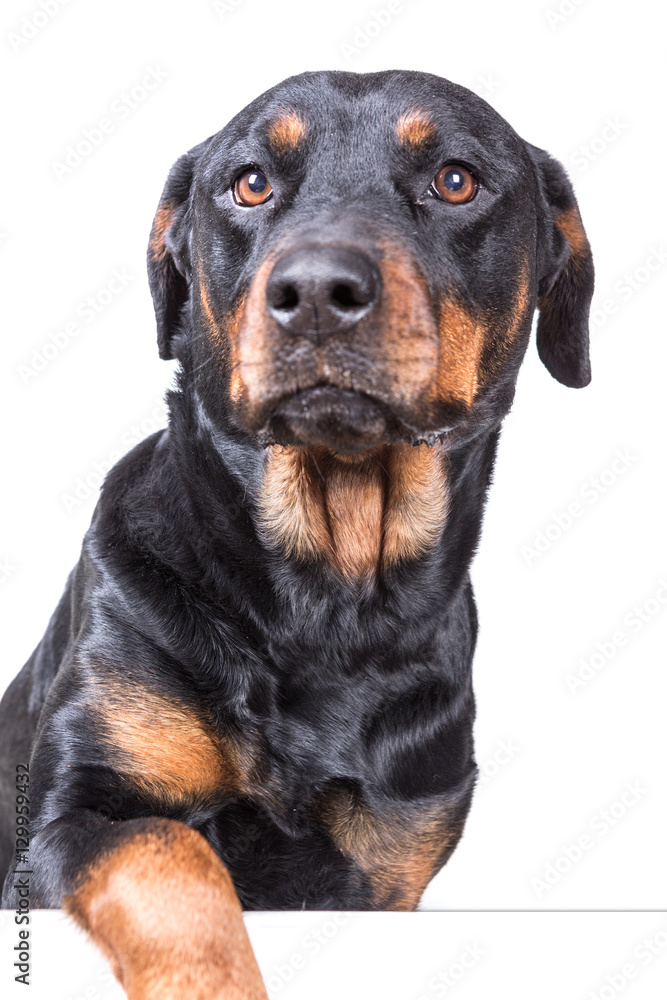 Dog with paw over blank sign isolated on white background Dog with paw over blank sign isolated on white background