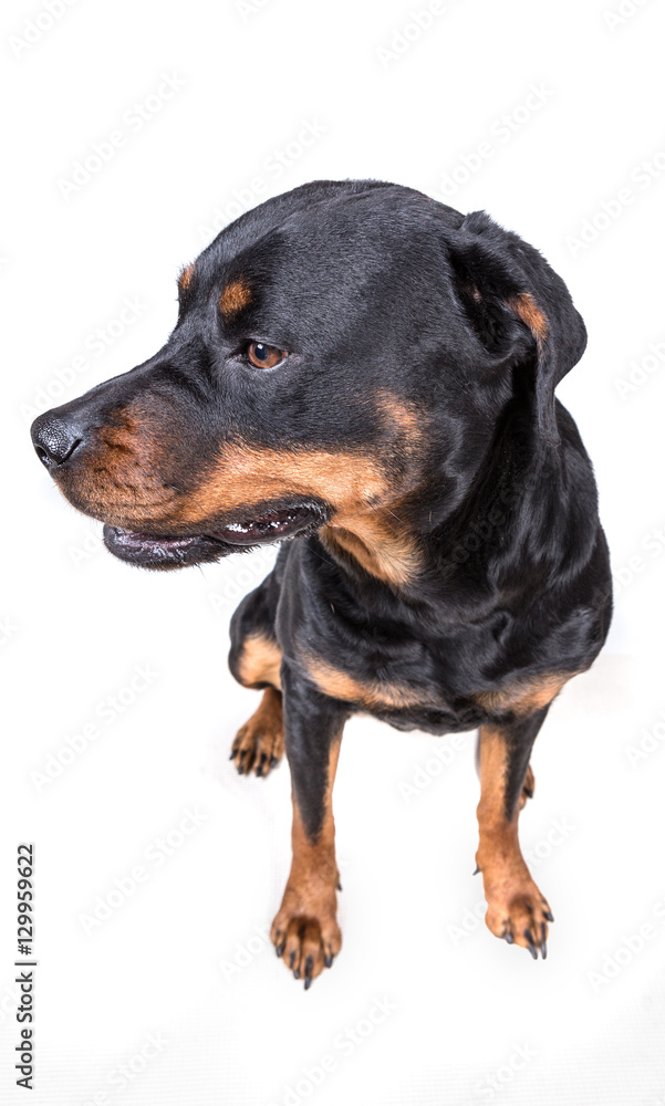 Unsure questioning dog isolated on white background