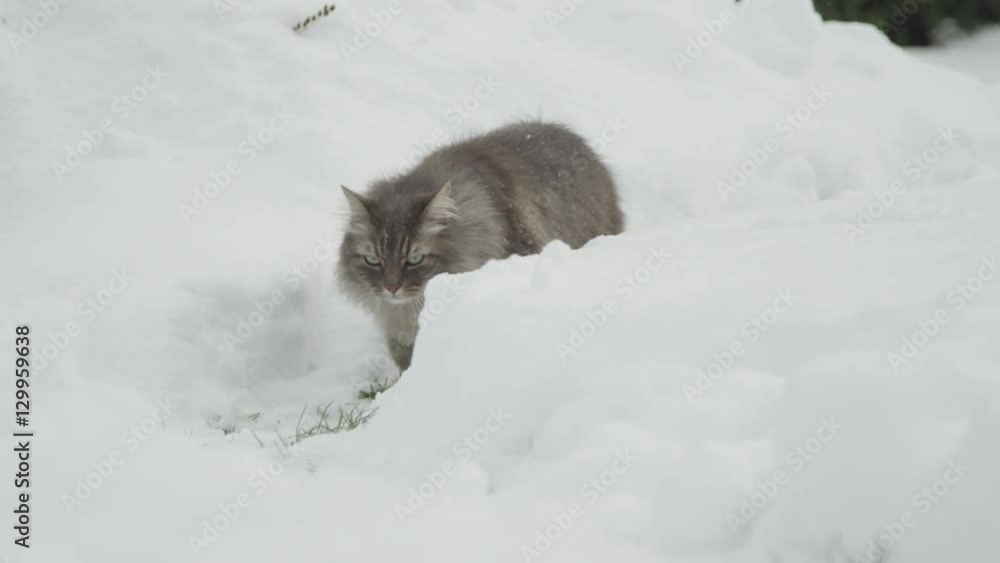 SLOW MOTION: Beautiful and fluffy adult cat hiding in the ambush in snowy garden SLOW MOTION: Beautiful and fluffy adult cat hiding in the ambush in snowy garden