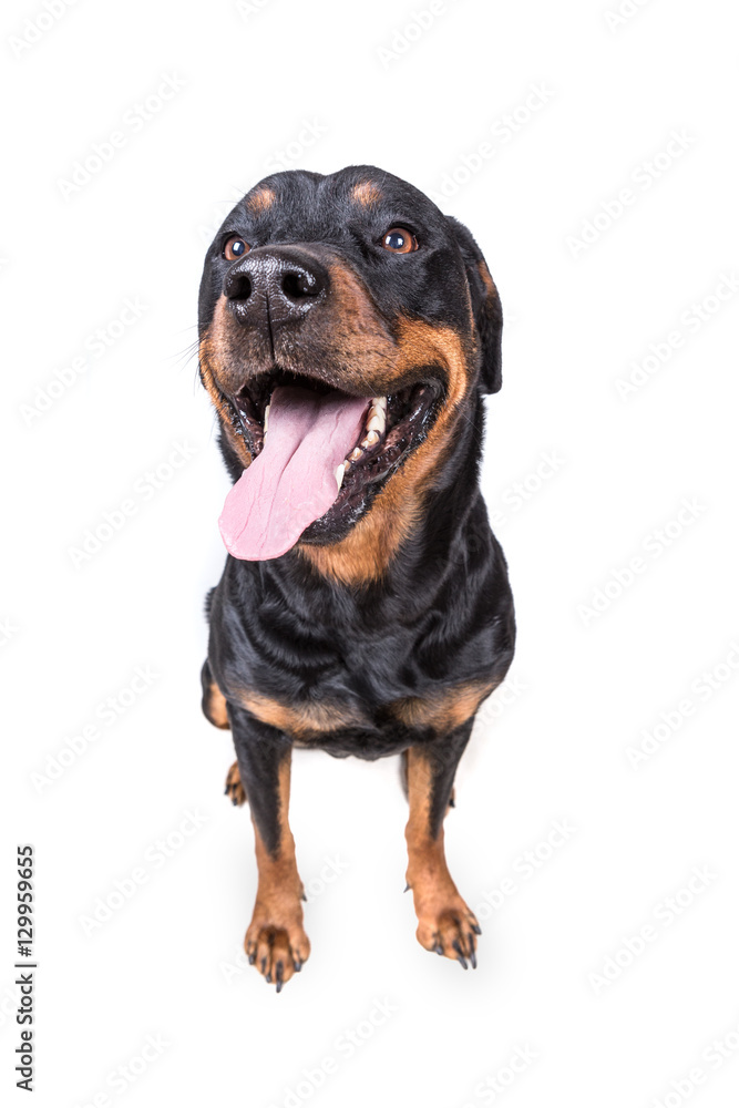Happy curious dog isolated on white background Happy curious dog isolated on white background