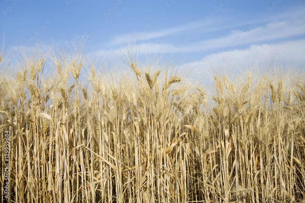 Naklejka premium Wheat field