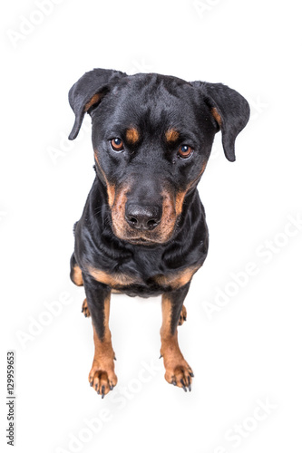 Happy curious dog isolated on white background