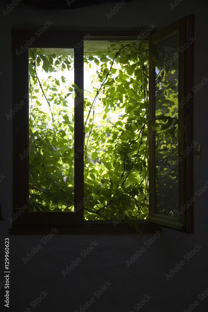 View of shrubbery behind silhouette window View of shrubbery behind silhouette window