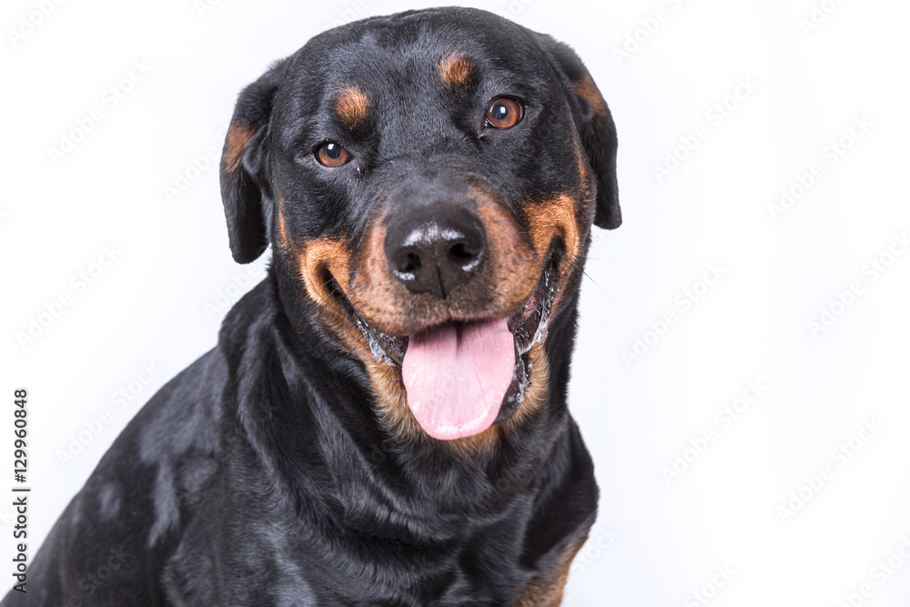 Happy curious dog isolated on white background Happy curious dog isolated on white background