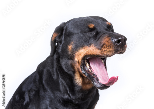 Sleepy dog yawning isolated on white background