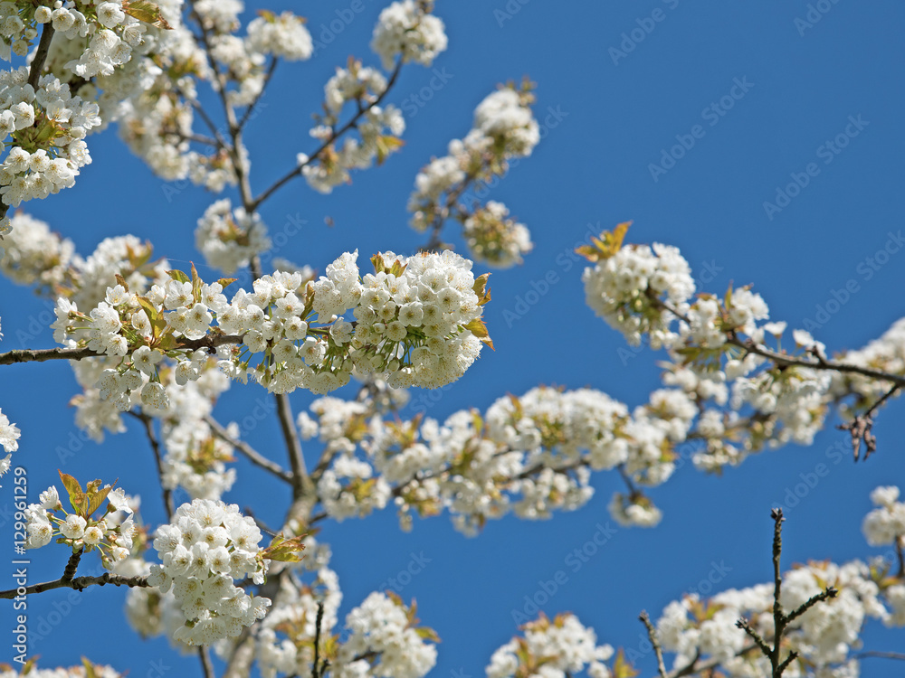 Blühender Kirschbaum, Prunus avium, Frühling