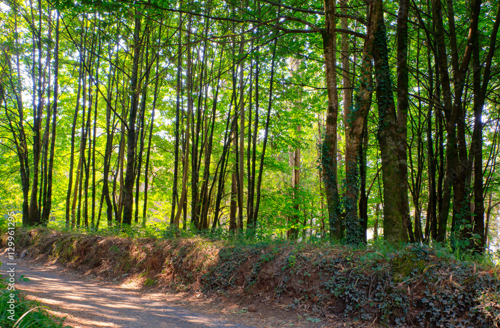 Obraz premium View of trees